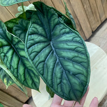 Kép betöltése a galériamegjelenítőbe: Alocasia &quot;Dragon scale&quot;
