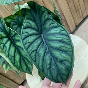 Alocasia "Dragon scale"