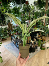 Kép betöltése a galériamegjelenítőbe: Spathiphyllum &#39;Sensation&#39; variegated - Vitorlavirág tarka - Peace lily
