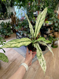 Spathiphyllum 'Sensation' variegated - Vitorlavirág tarka - Peace lily