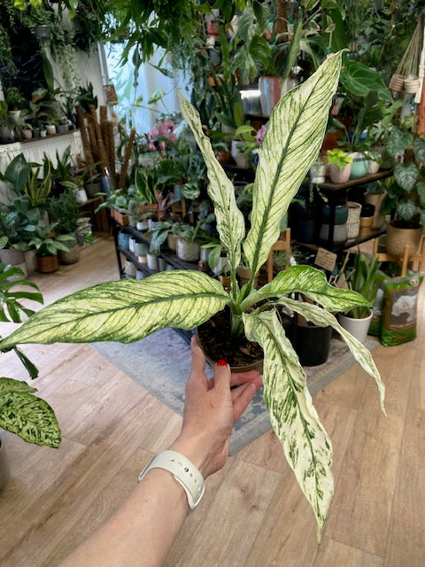 Spathiphyllum 'Sensation' variegated - Vitorlavirág tarka - Peace lily
