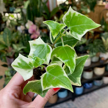 Kép betöltése a galériamegjelenítőbe: Senecio macroglossus variegata mini - Wax Ivy
