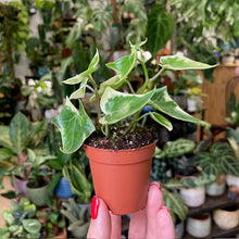 Kép betöltése a galériamegjelenítőbe: Senecio macroglossus variegata mini - Wax Ivy
