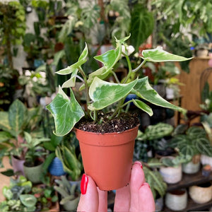 Senecio macroglossus variegata mini - Wax Ivy