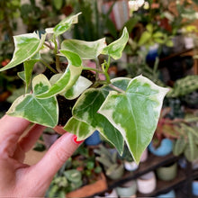 Kép betöltése a galériamegjelenítőbe: Senecio macroglossus variegata mini - Wax Ivy
