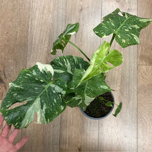Kép betöltése a galériamegjelenítőbe: Monstera deliciosa “Thai constellation&quot; 4.  17cm cserépátmérő
