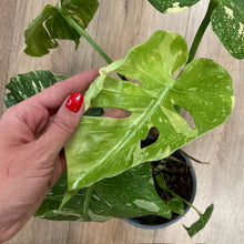 Kép betöltése a galériamegjelenítőbe: Monstera deliciosa “Thai constellation&quot; 4.  17cm cserépátmérő
