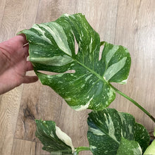 Kép betöltése a galériamegjelenítőbe: Monstera deliciosa “Thai constellation&quot; 4.  17cm cserépátmérő
