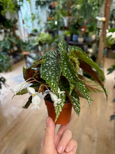 Kép betöltése a galériamegjelenítőbe: Begonia &quot;Silver spot&quot; - Tropical Home 
