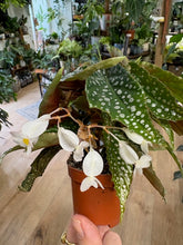 Kép betöltése a galériamegjelenítőbe: Begonia &quot;Silver spot&quot; - Tropical Home 
