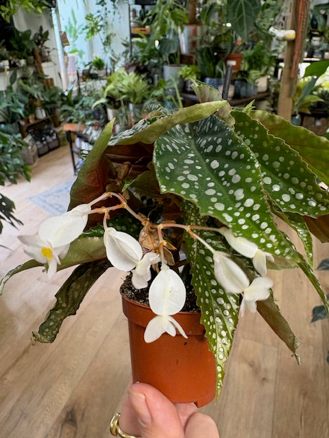 Begonia 
