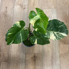 Kép betöltése a galériamegjelenítőbe: Monstera deliciosa “Thai constellation&quot; 5.  17cm cserépátmérő
