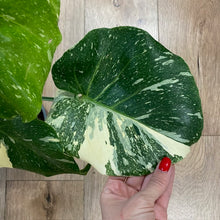 Kép betöltése a galériamegjelenítőbe: Monstera deliciosa “Thai constellation&quot; 5.  17cm cserépátmérő

