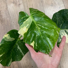 Kép betöltése a galériamegjelenítőbe: Monstera deliciosa “Thai constellation&quot; 5.  17cm cserépátmérő
