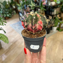 Kép betöltése a galériamegjelenítőbe: Gymnocalycium mihanovichii f. variegata 1.
