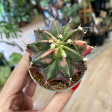 Kép betöltése a galériamegjelenítőbe: Gymnocalycium mihanovichii f. variegata 1.
