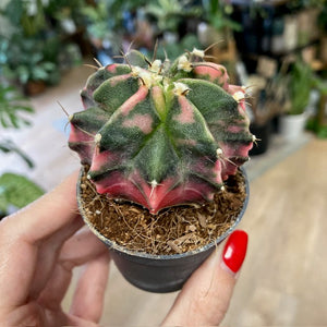 Gymnocalycium mihanovichii f. variegata 1.