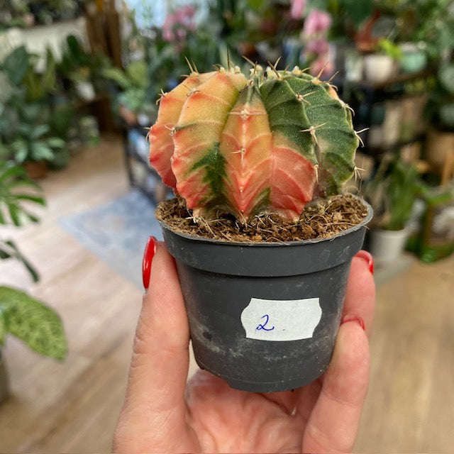 Gymnocalycium mihanovichii f. variegata 2.