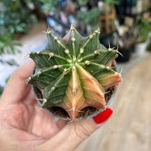 Kép betöltése a galériamegjelenítőbe: Gymnocalycium mihanovichii f. variegata 2.
