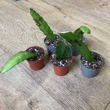 Kép betöltése a galériamegjelenítőbe: Epiphyllum hibrid 252-4 - Saját szaporítás
