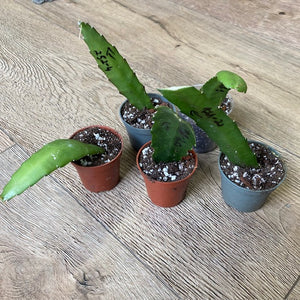 Epiphyllum hibrid 252-4 - Saját szaporítás