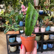 Kép betöltése a galériamegjelenítőbe: Epiphyllum hibrid 198-20 - Saját szaporítás
