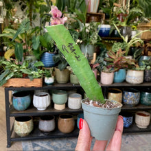 Kép betöltése a galériamegjelenítőbe: Epiphyllum hibrid 171-2 - Saját szaporítás

