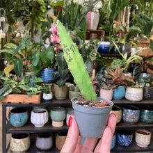 Kép betöltése a galériamegjelenítőbe: Epiphyllum hibrid 252-4 - Saját szaporítás
