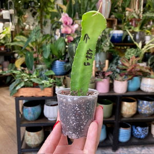 Epiphyllum hibrid 188-9 - Saját szaporítás