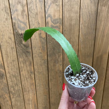 Kép betöltése a galériamegjelenítőbe: Lepismium houlletianum mini - Snowdrop cactus - Saját szaporítás
