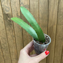 Kép betöltése a galériamegjelenítőbe: Lepismium houlletianum mini - Snowdrop cactus - Saját szaporítás
