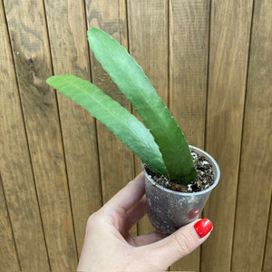 Lepismium houlletianum mini - Snowdrop cactus - Saját szaporítás