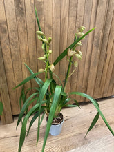 Kép betöltése a galériamegjelenítőbe: Cymbidium &quot;Wilhelmina&quot; - Csónakorchidea - 2 virágszáras
