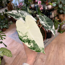 Kép betöltése a galériamegjelenítőbe: Alocasia &quot;Frydek&quot; variegata 4.
