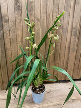 Kép betöltése a galériamegjelenítőbe: Cymbidium &quot;Wilhelmina&quot; - Csónakorchidea - 2 virágszáras
