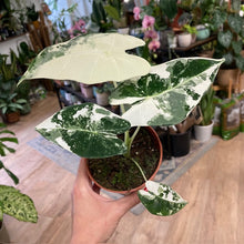 Kép betöltése a galériamegjelenítőbe: Alocasia &quot;Frydek&quot; variegata 4.
