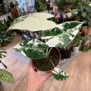 Alocasia "Frydek" variegata 4.