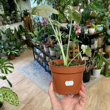 Kép betöltése a galériamegjelenítőbe: Alocasia &quot;Frydek&quot; variegata 4.
