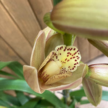 Kép betöltése a galériamegjelenítőbe: Cymbidium &quot;Wilhelmina&quot; - Csónakorchidea - 2 virágszáras
