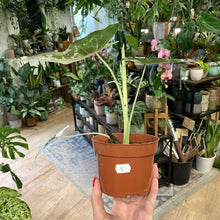 Kép betöltése a galériamegjelenítőbe: Alocasia &quot;Frydek&quot; variegata 5.
