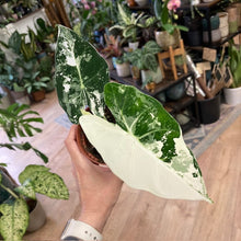 Kép betöltése a galériamegjelenítőbe: Alocasia &quot;Frydek&quot; variegata 5.
