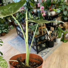 Kép betöltése a galériamegjelenítőbe: Alocasia &quot;Frydek&quot; variegata 5.
