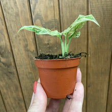 Kép betöltése a galériamegjelenítőbe: Monstera &quot;Frozen freckles&quot;
