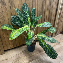 Kép betöltése a galériamegjelenítőbe: Aglaonema &quot;Keylime&quot; - Rákvirág - Chinese Evergreen
