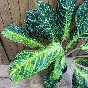 Aglaonema "Keylime" - Rákvirág - Chinese Evergreen