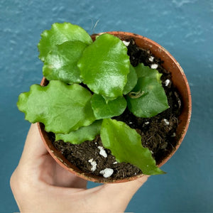 Hoya endauensis