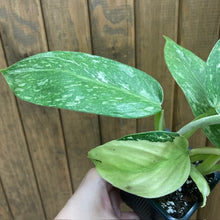 Kép betöltése a galériamegjelenítőbe: Philodendron &quot;Jose buono”
