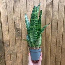 Kép betöltése a galériamegjelenítőbe: Sansevieria trif. Black coral - Anyósnyelv
