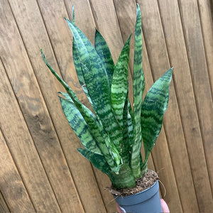 Sansevieria trif. Black coral - Anyósnyelv