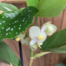 Kép betöltése a galériamegjelenítőbe: Begonia albopicta mini
